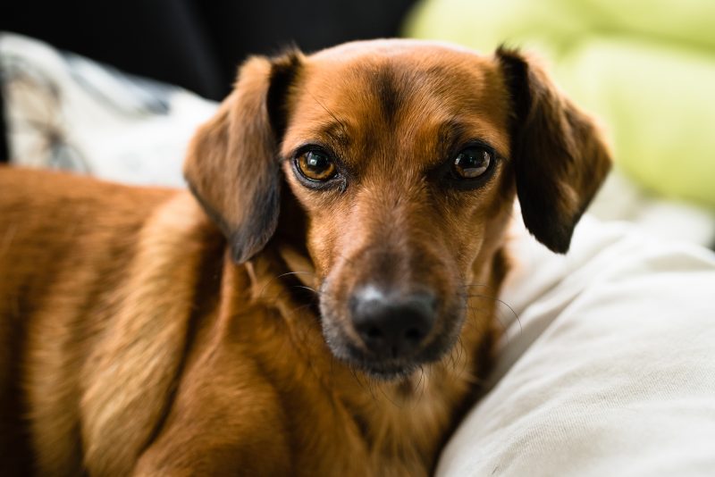 Day in the life bij gezin in Haren, tekkel, bruine hond